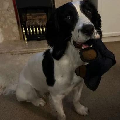 ToughBear – Duurzaam kauwspeelgoed voor agressieve kauwers