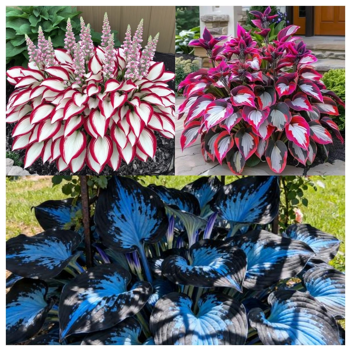 BloomBreeze™ / Perennial Hosta Seeds for Soothing Green Corners - Lovitzo