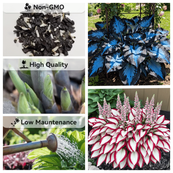 BloomBreeze™ / Perennial Hosta Seeds for Soothing Green Corners - Lovitzo
