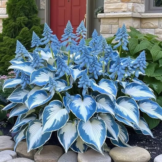BloomBreeze™ / Perennial Hosta Seeds for Soothing Green Corners - Lovitzo