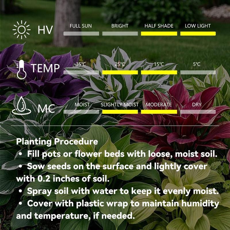 BloomBreeze™ / Perennial Hosta Seeds for Soothing Green Corners - Lovitzo