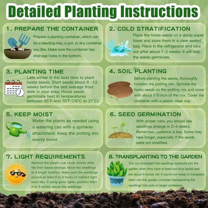 BloomBreeze™ / Perennial Hosta Seeds for Soothing Green Corners - Lovitzo