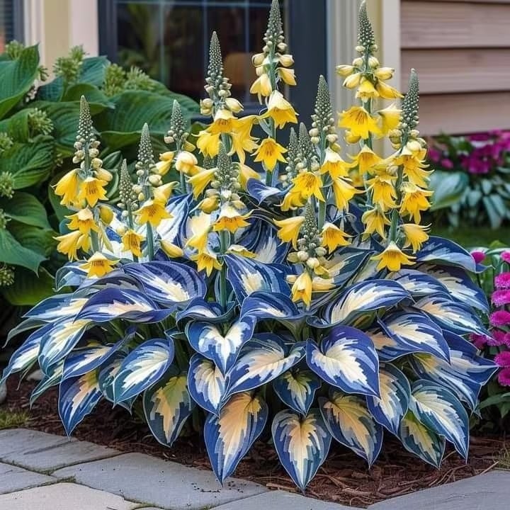 BloomBreeze™ / Perennial Hosta Seeds for Soothing Green Corners - Lovitzo