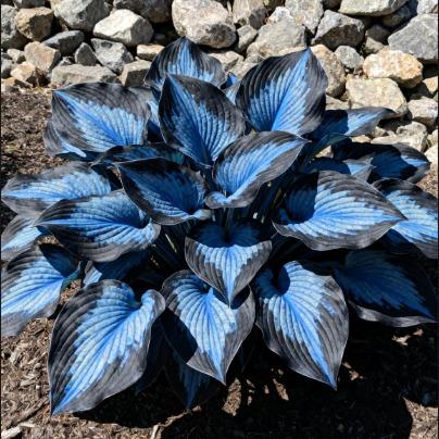 BloomBreeze™ / Perennial Hosta Seeds for Soothing Green Corners - Lovitzo