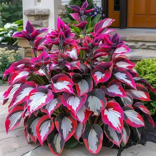 BloomBreeze™ / Perennial Hosta Seeds for Soothing Green Corners - Lovitzo