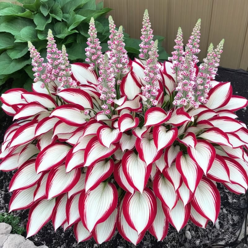 BloomBreeze™ / Perennial Hosta Seeds for Soothing Green Corners