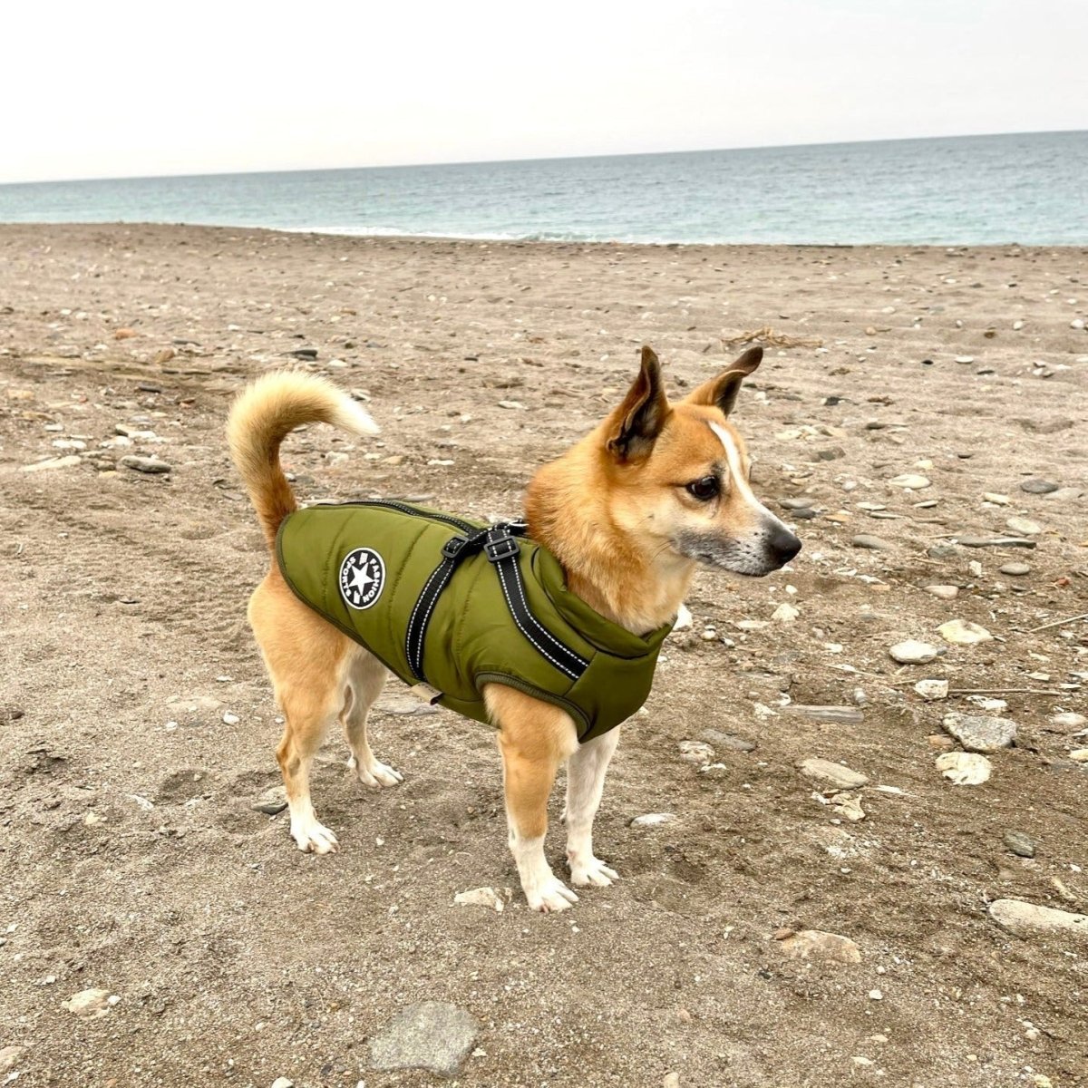 K9Shield – The 3 - in - 1 Dog Jacket - Lovitzo