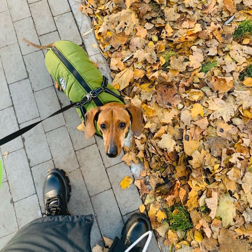 K9Shield – The 3 - in - 1 Dog Jacket - Lovitzo