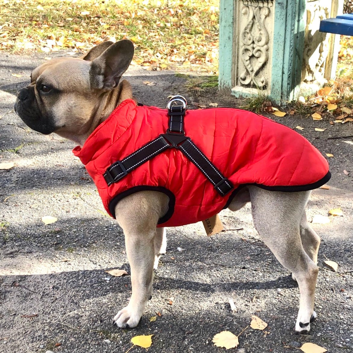 K9Shield – The 3 - in - 1 Dog Jacket - Lovitzo