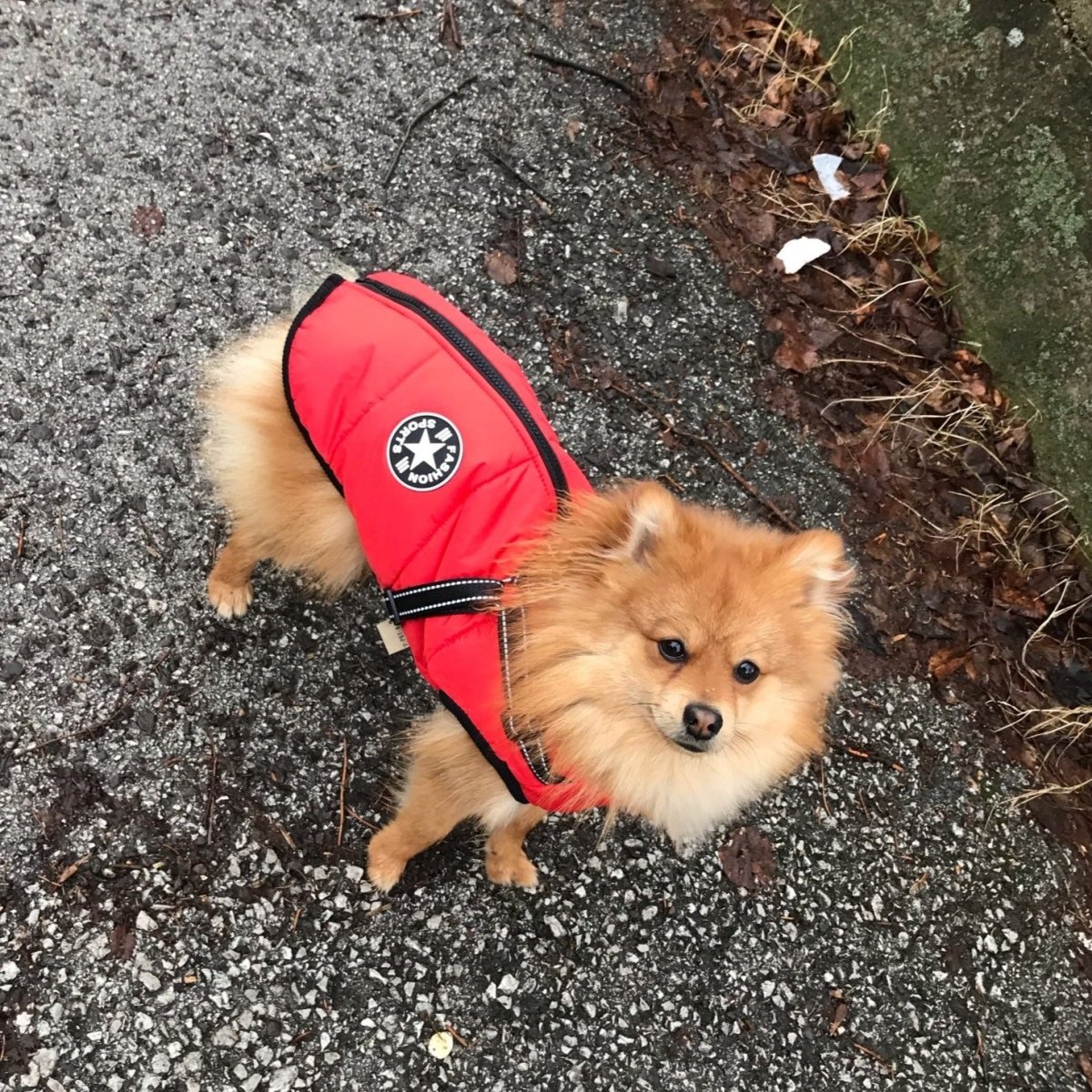 K9Shield – The 3 - in - 1 Dog Jacket - Lovitzo