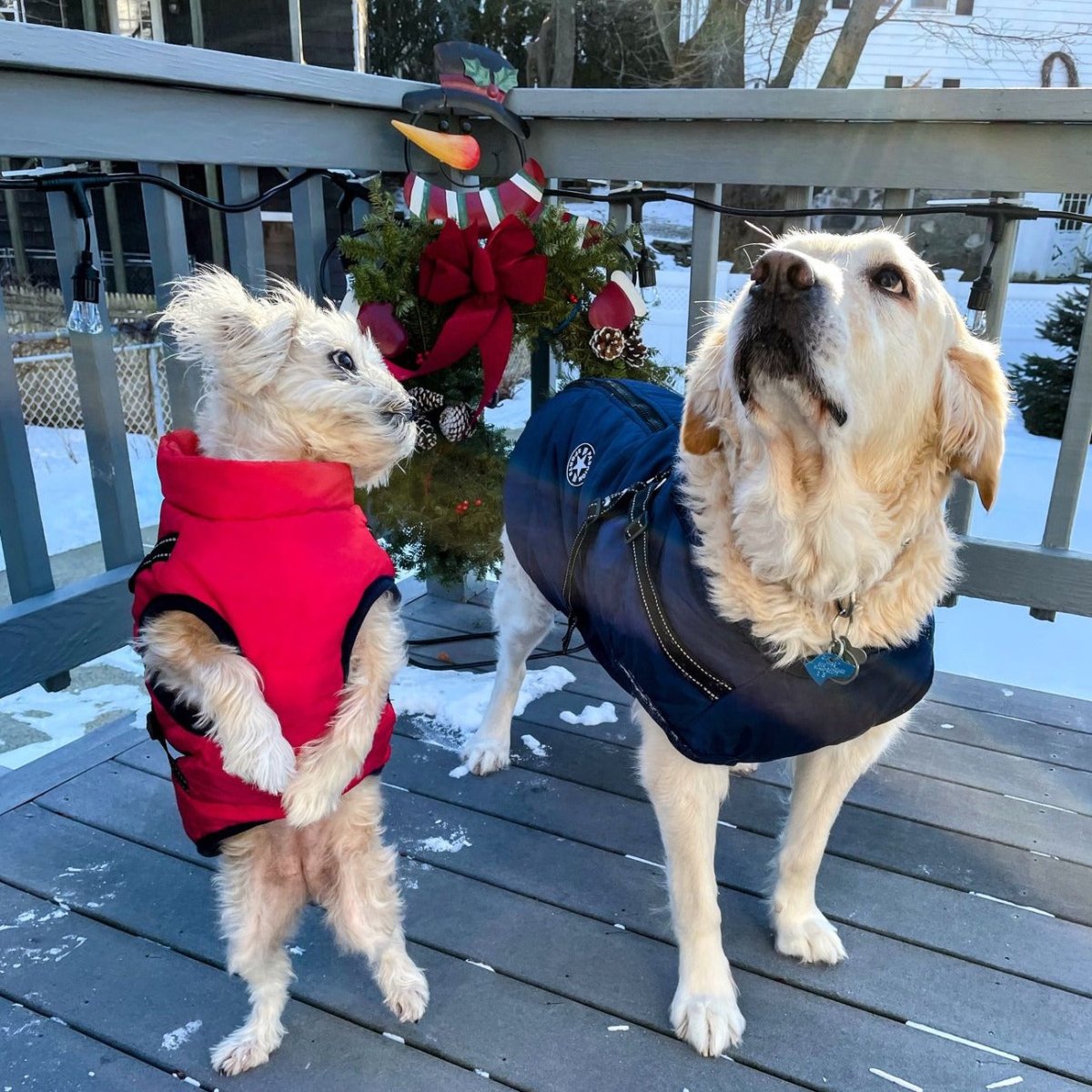 K9Shield – The 3 - in - 1 Dog Jacket - Lovitzo