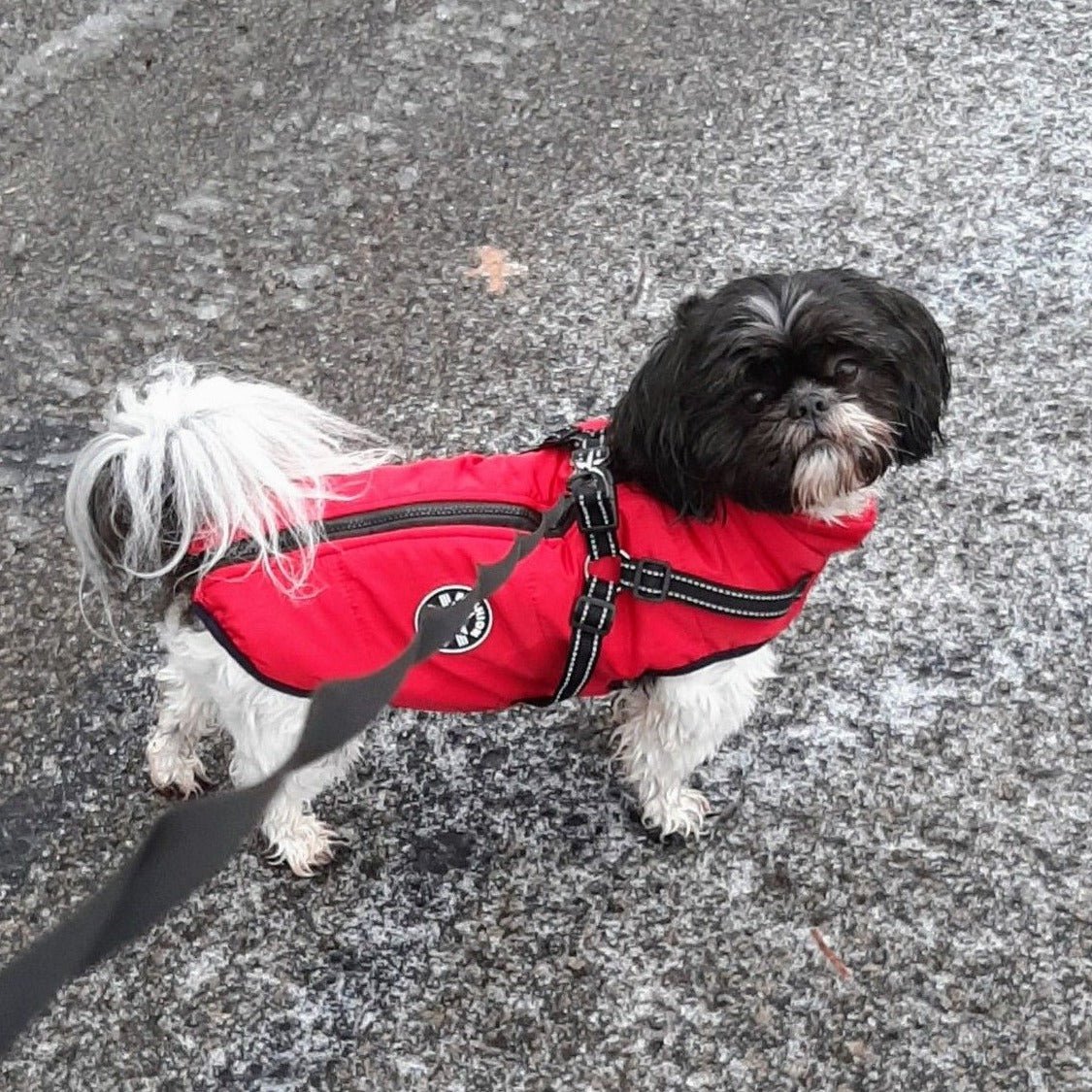 K9Shield – The 3 - in - 1 Dog Jacket - Lovitzo