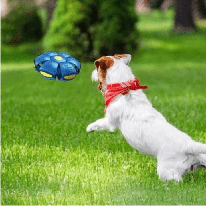Nexaro - Interactive Flying Dog Toy - Lovitzo