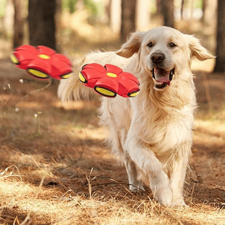 Nexaro - Interactive Flying Dog Toy - Lovitzo