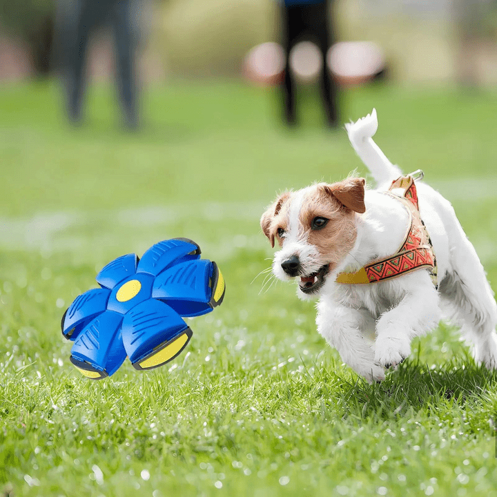 Nexaro - Interactive Flying Dog Toy - Lovitzo