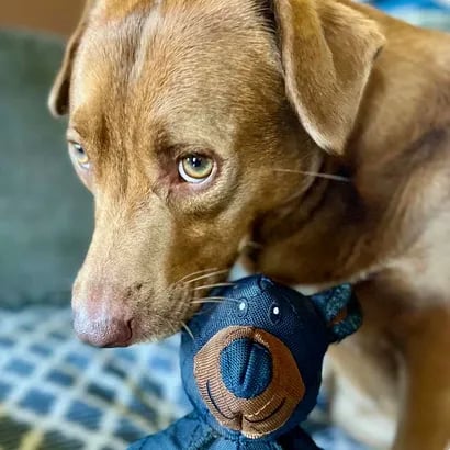ToughBear – Durable Chew Toy for Aggressive Chewers - Lovitzo