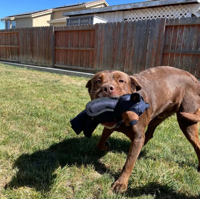 ToughBear – Durable Chew Toy for Aggressive Chewers - Lovitzo